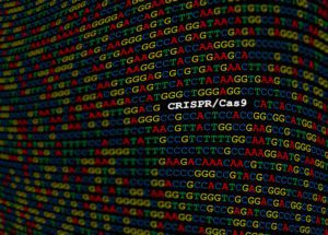 Genetics In the News Genome Editing